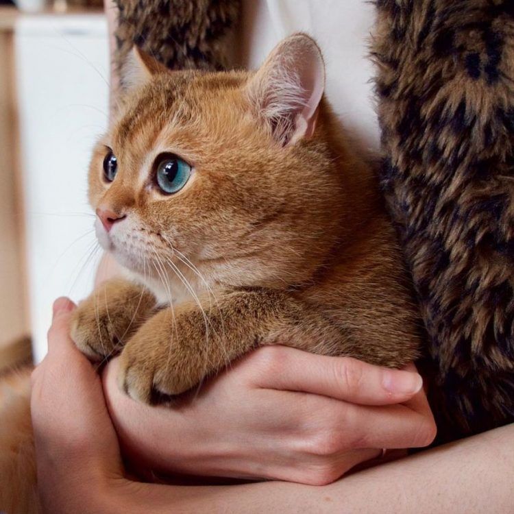 Découvrez Hosico, le Chat botté en chair et en os ! | So Busy Girls