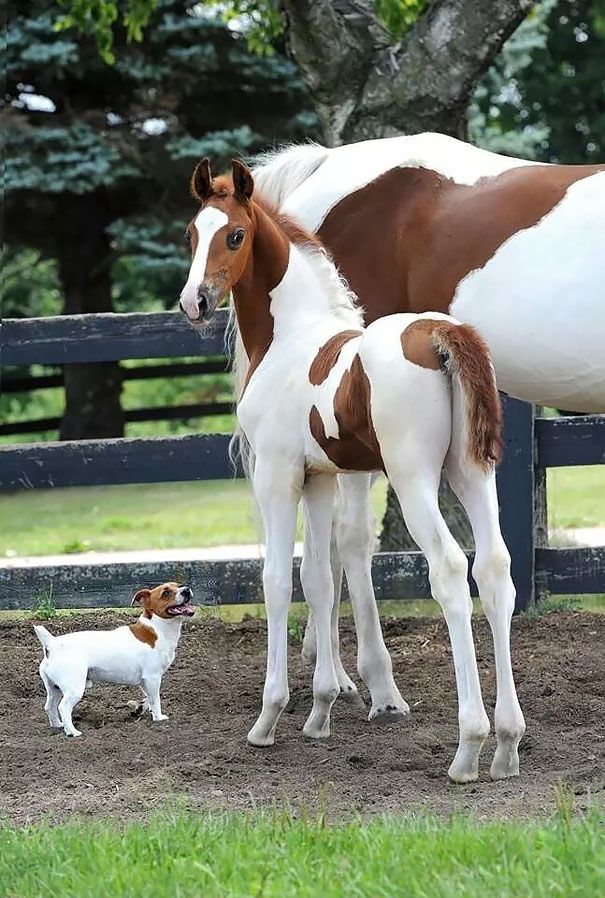 18 animaux qui se ressemblent comme 2 gouttes d'eau ! | So Busy Girls