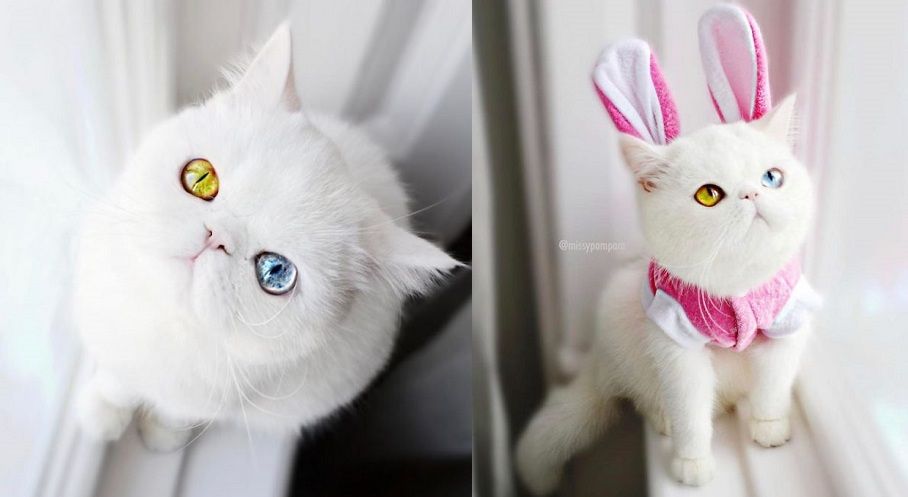 Découvrez Pam Pam, un tout petit chaton avec des yeux vairons qui vous hypnotiseront | So Busy Girls