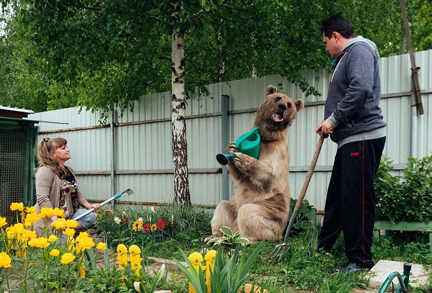 Un couple russe a adopté un ours orphelin il y a 23 ans, et ils vivent toujours tous ensemble ! | So Busy Girls