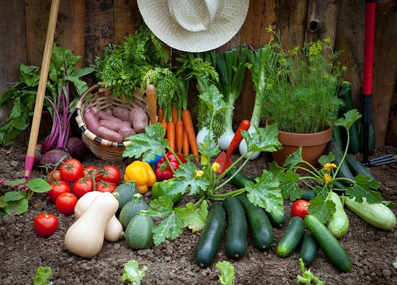 6 bonnes raisons de faire un potager | So Busy Girls