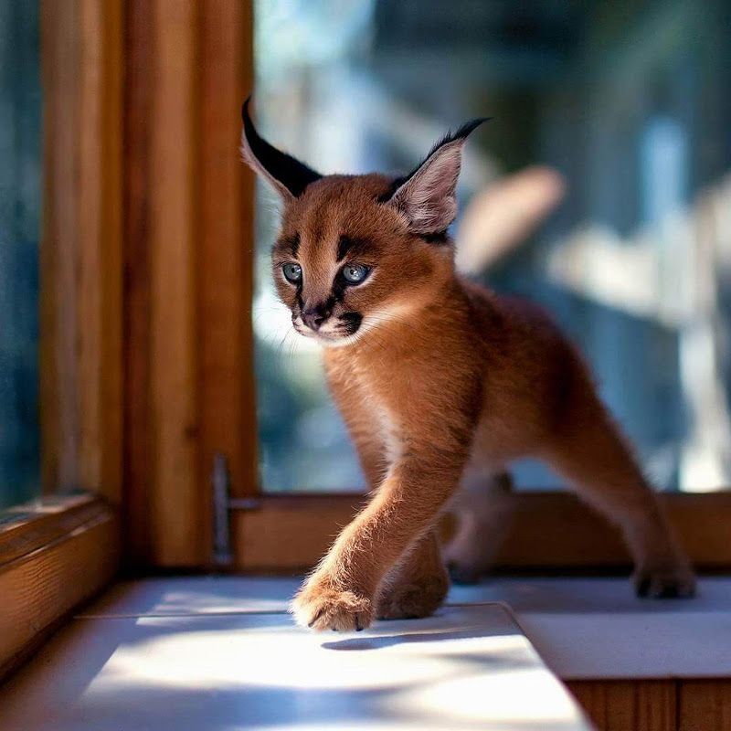 Ces 10 bébés caracals sont tellement mignons qu'ils vont vous faire fondre ! | So Busy Girls
