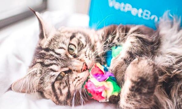 Cette femme prend des photos sublimes de ses chats qui portent des couronnes de fleurs – c'est vraiment trop chou ! | So Busy Girls