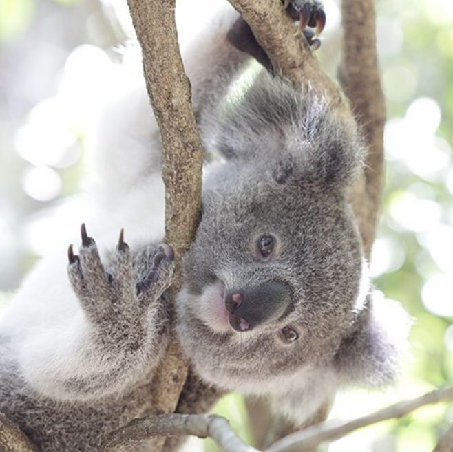 Impossible de ne pas fondre devant cette vidéo de koala serein qui reçoit des câlins ! | So Busy Girls