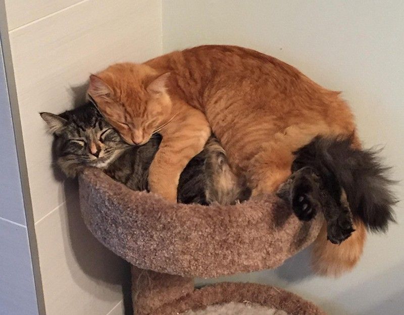 Ces chats sont inséparables : ils continuent à vouloir dormir ensemble même s'ils sont devenus bien trop grand pour leur lit | So Busy Girls