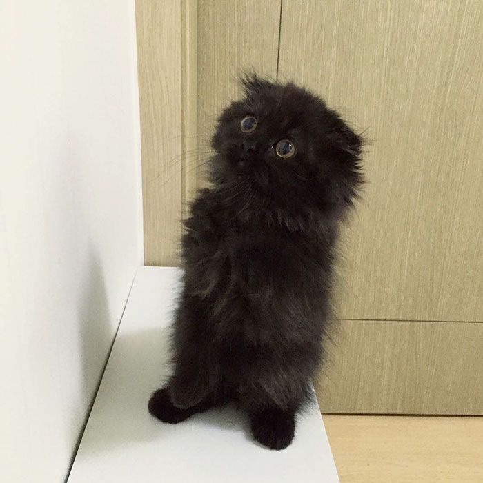 Impossible de ne pas craquer pour Gimo, le chat aux yeux immenses et trop mignons | So Busy Girls
