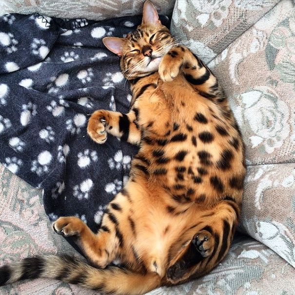 Découvrez Thor, le chat du Bengale qui a le plus beau pelage qui soit | So Busy Girls