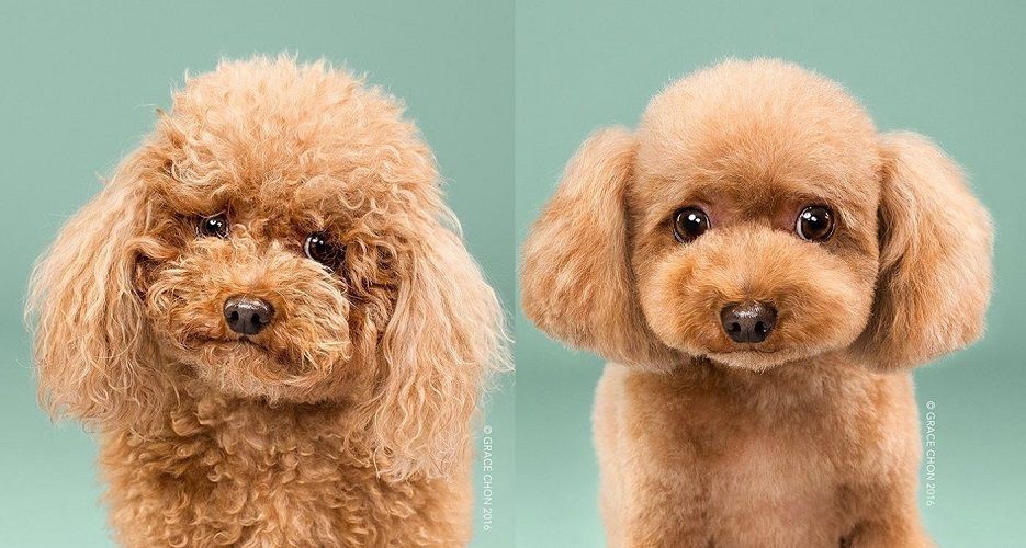 8 photos de chiens avant et après leur passage chez le toiletteur | So Busy Girls