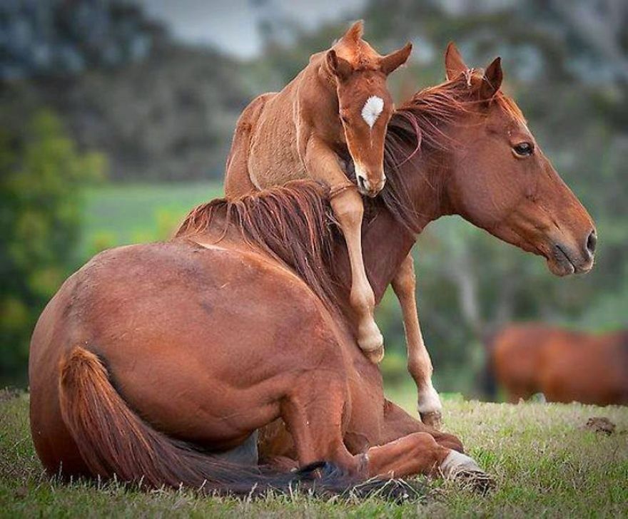 17 animaux adorables qui pourront toujours compter sur l'amour de leur mère | So Busy Girls