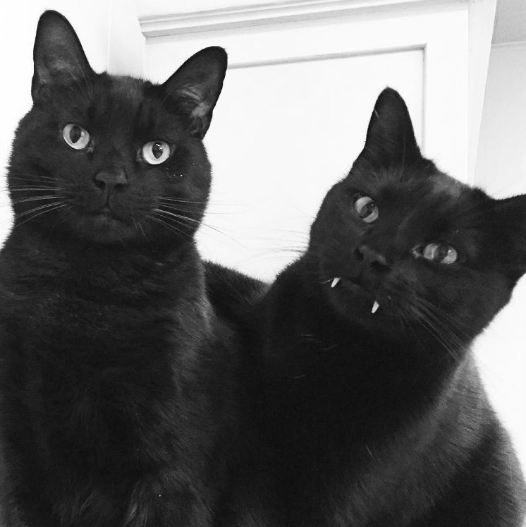 Découvrez Monkey, le chat noir aux vraies dents de vampire ! | So Busy Girls
