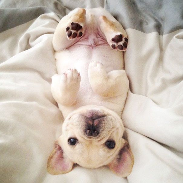 Découvrez Milo, le bulldog narcoleptique qui va vous faire sourire illico ! | So Busy Girls