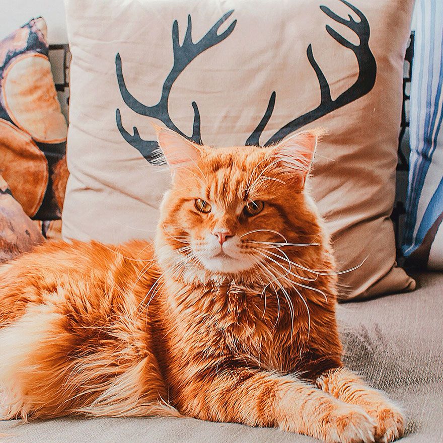 Découvrez Ginger, le chat roux tellement magnifique qu'il a son photographe personnel | So Busy Girls
