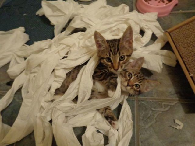 16 moments où des gens ont laissé leur animal seul, mais l'ont très vite regretté | So Busy Girls