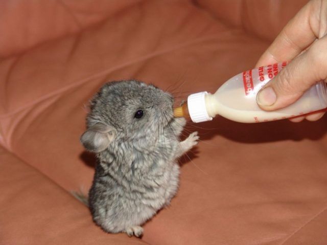 Un bébé chinchilla | So Busy Girls