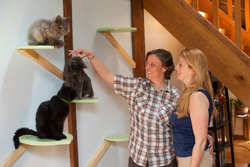 Il transforme une maison pour faire le bonheur de 7 chats | So Busy Girls