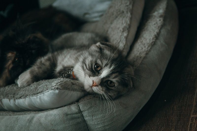 Voici les signes que votre animal de compagnie veut votre attention | So Busy Girls