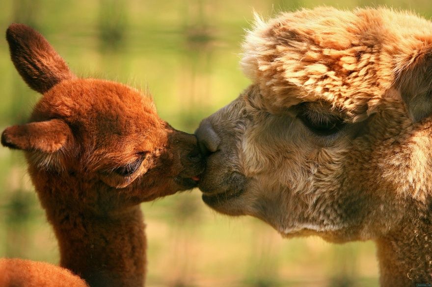 17 animaux adorables qui pourront toujours compter sur l'amour de leur mère | So Busy Girls