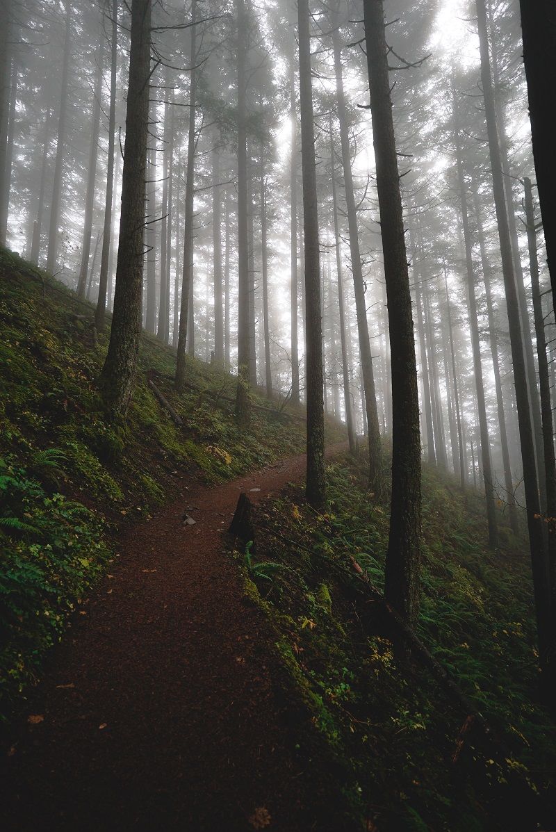 bain-de-foret-promenade
