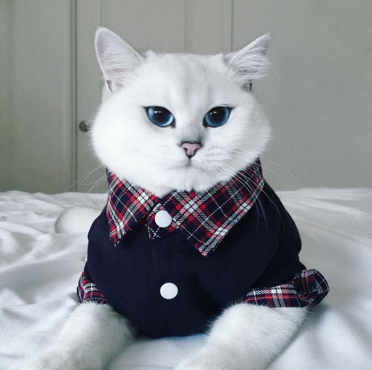 Ce chat a vraiment des yeux sublimes | So Busy Girls