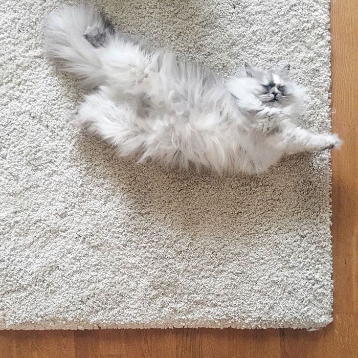 La fourrure de ce chat persan est tout simplement magnifique ! | So Busy Girls