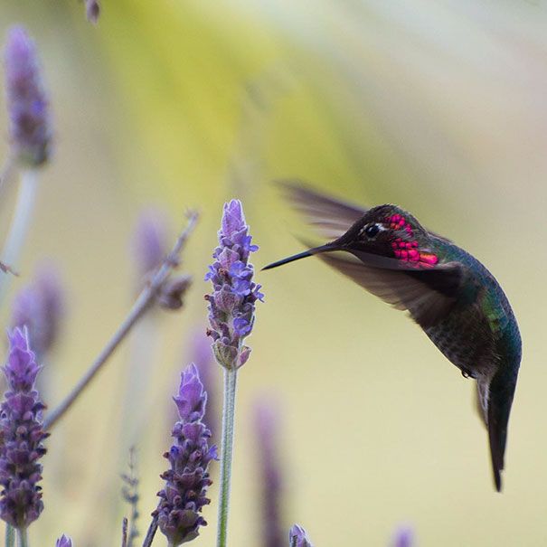 Une amoureuse de la nature capture la beauté des colibris dans son jardin | So Busy Girls