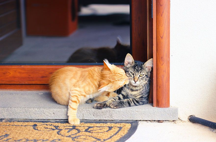 Tiens, un gros bisou mon chat ! | So Busy Girls