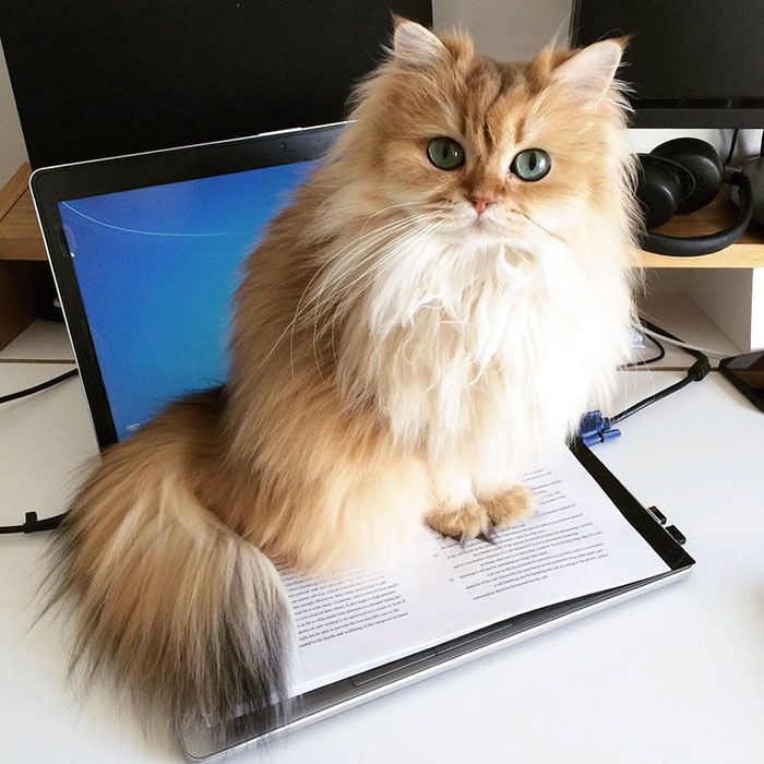 Découvrez Smoothie, le chat le plus photogénique au monde ! | So Busy Girls