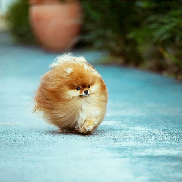 15 animaux tout ronds qui rouleront vers votre coeur illico | So Busy Girls