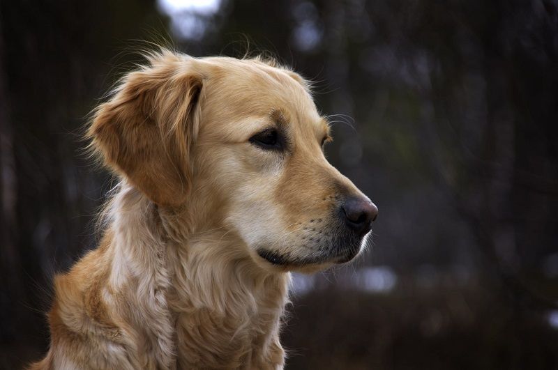 Cette marque propose de la nourriture pour chiens à base de protéines d’insectes | So Busy Girls