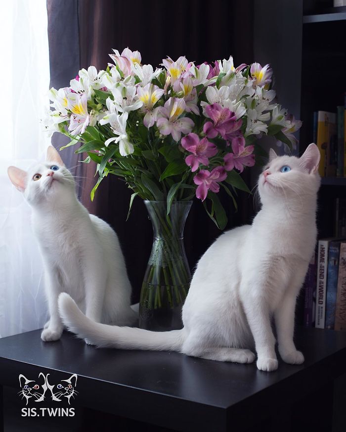 Ces 2 chats blancs aux yeux vairons ont un regard absolument magnifique | So Busy Girls