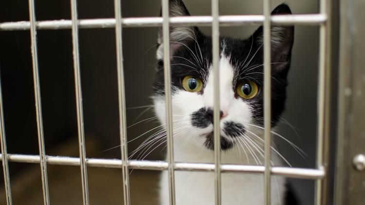 Abandon de chats en pleine chaleur filmé à Nîmes : la SPA publie la vidéo choc et appelle à la mobilisation | So Busy Girls