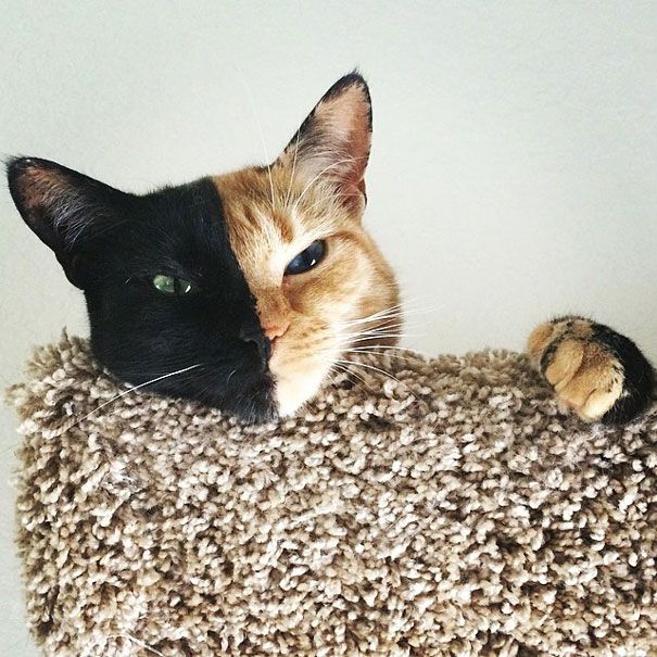 Découvrez Venus, le chat aux 2 visages | So Busy Girls