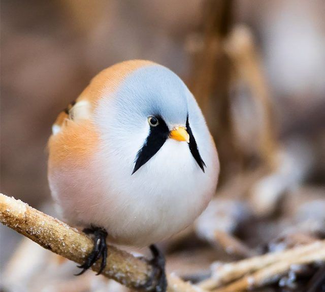 15 animaux tout ronds qui rouleront vers votre coeur illico | So Busy Girls