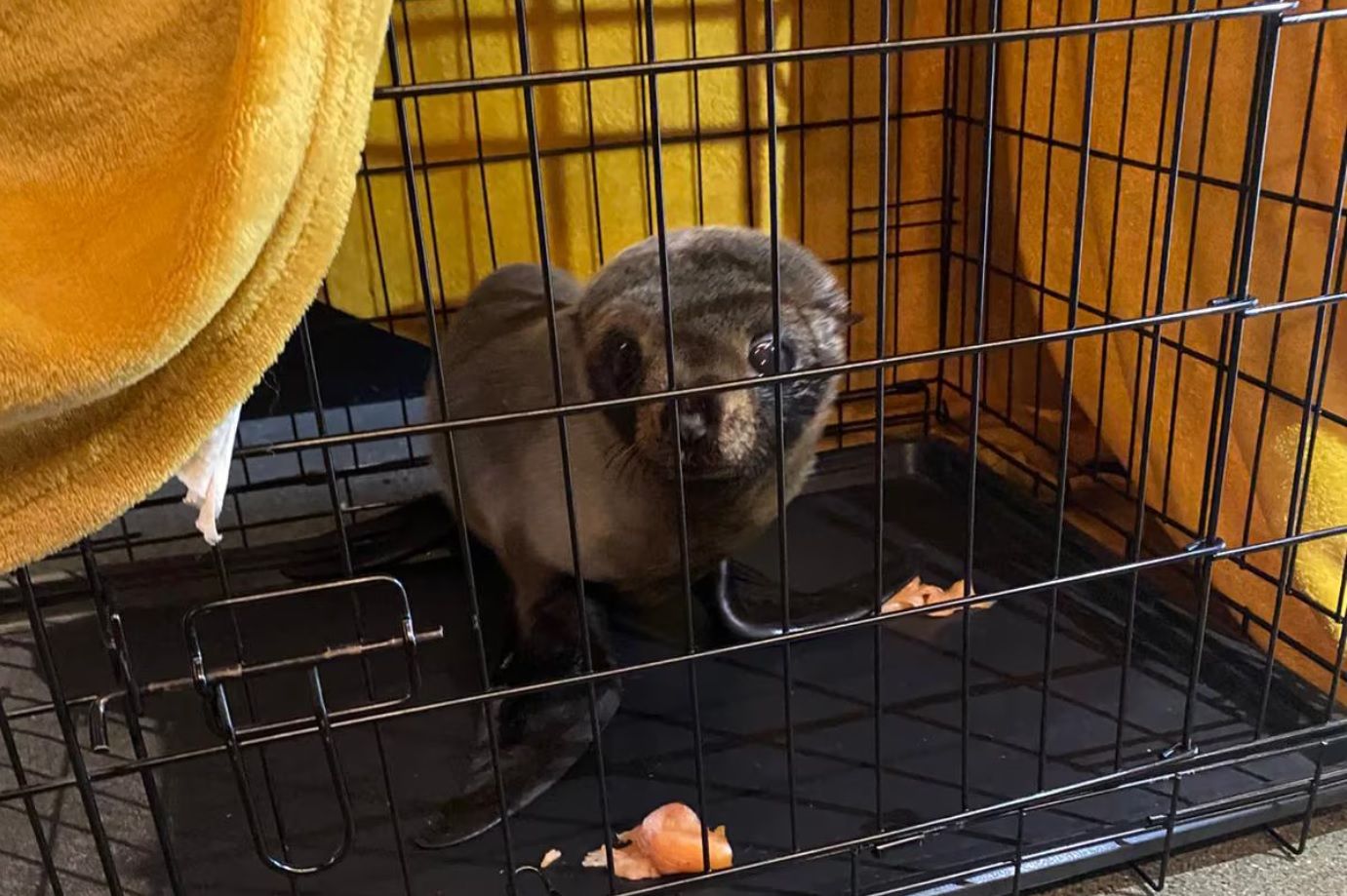 Tout le monde &eacute;tait sous le choc : l&rsquo;irruption d&rsquo;un b&eacute;b&eacute; otarie dans un bar devient virale