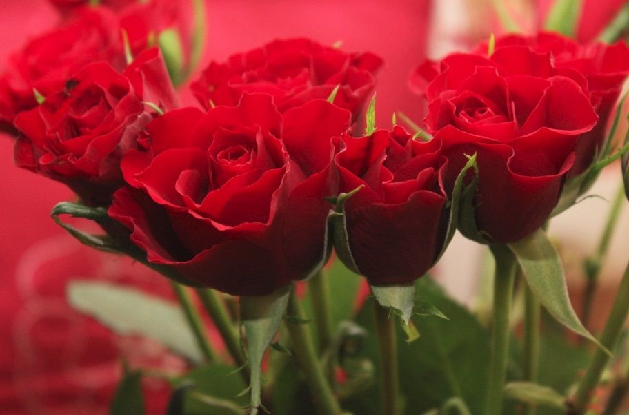 Valentin : les fleurs parfaites pour l’occasion ! | So Busy Girls