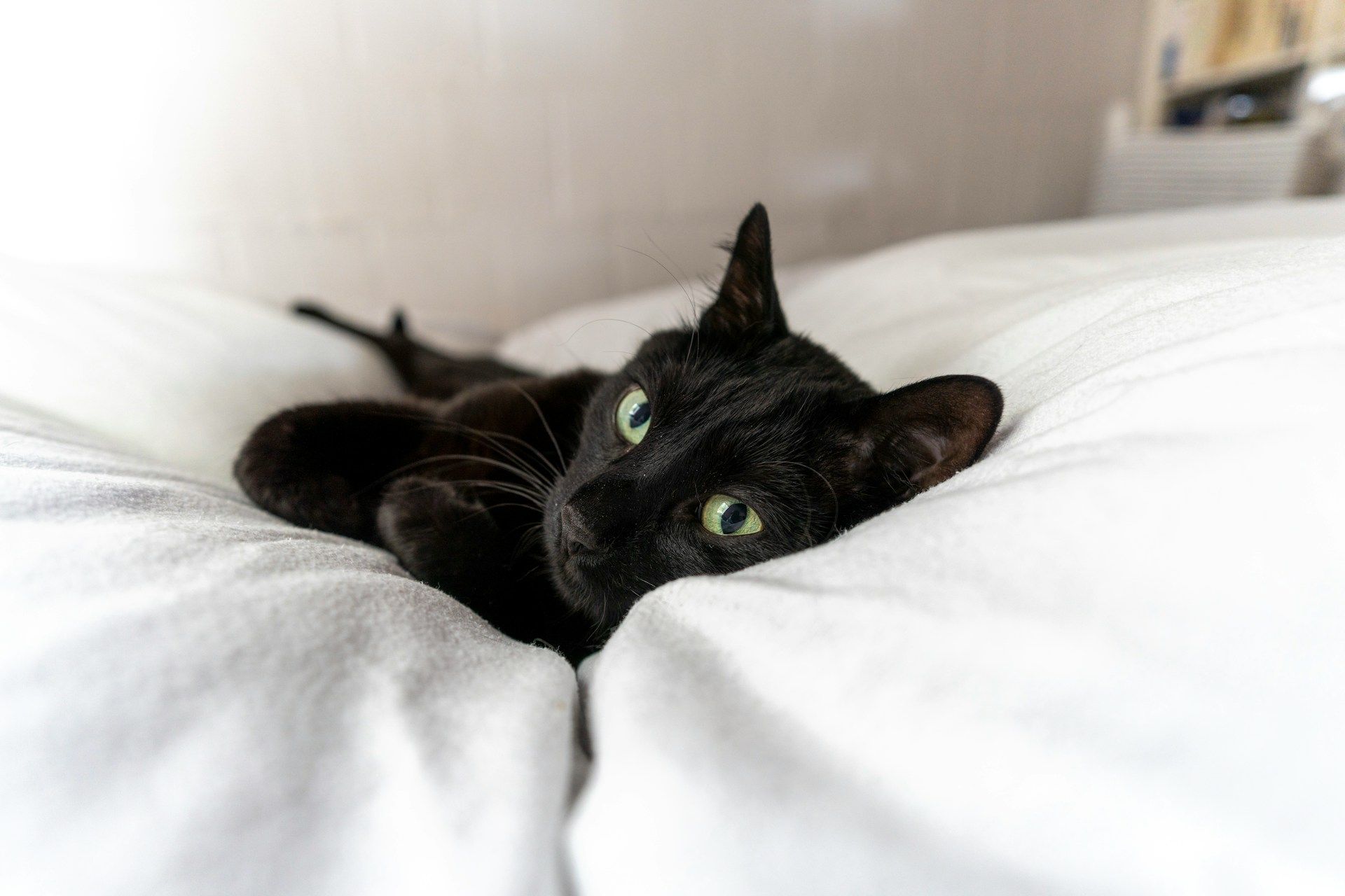 Les superstitions les plus &eacute;tonnantes autour du vendredi 13