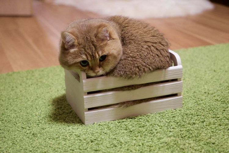 Découvrez Hosico, le Chat botté en chair et en os ! | So Busy Girls