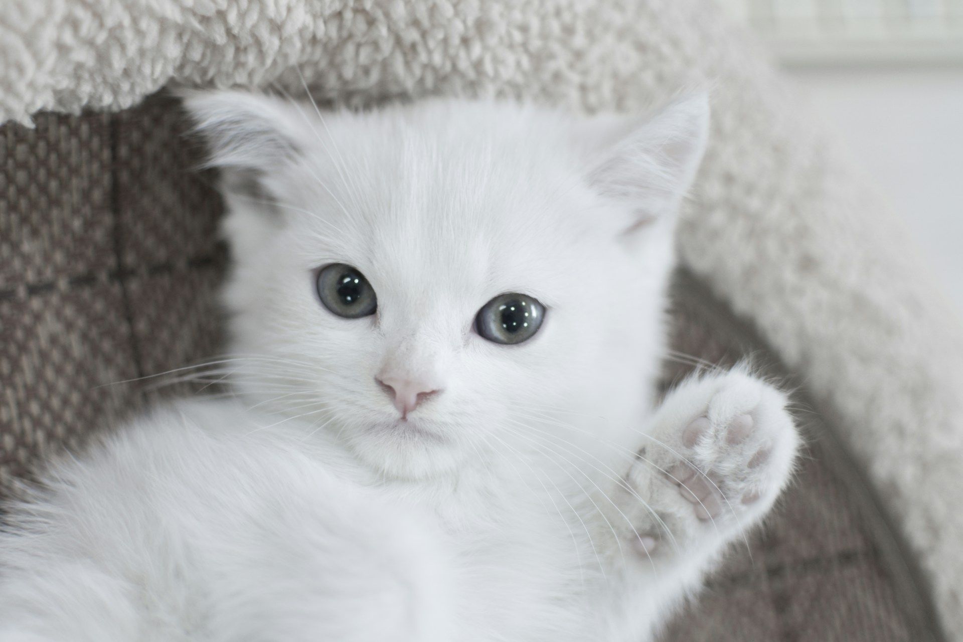 Quels sont les plus beaux chats du monde ?