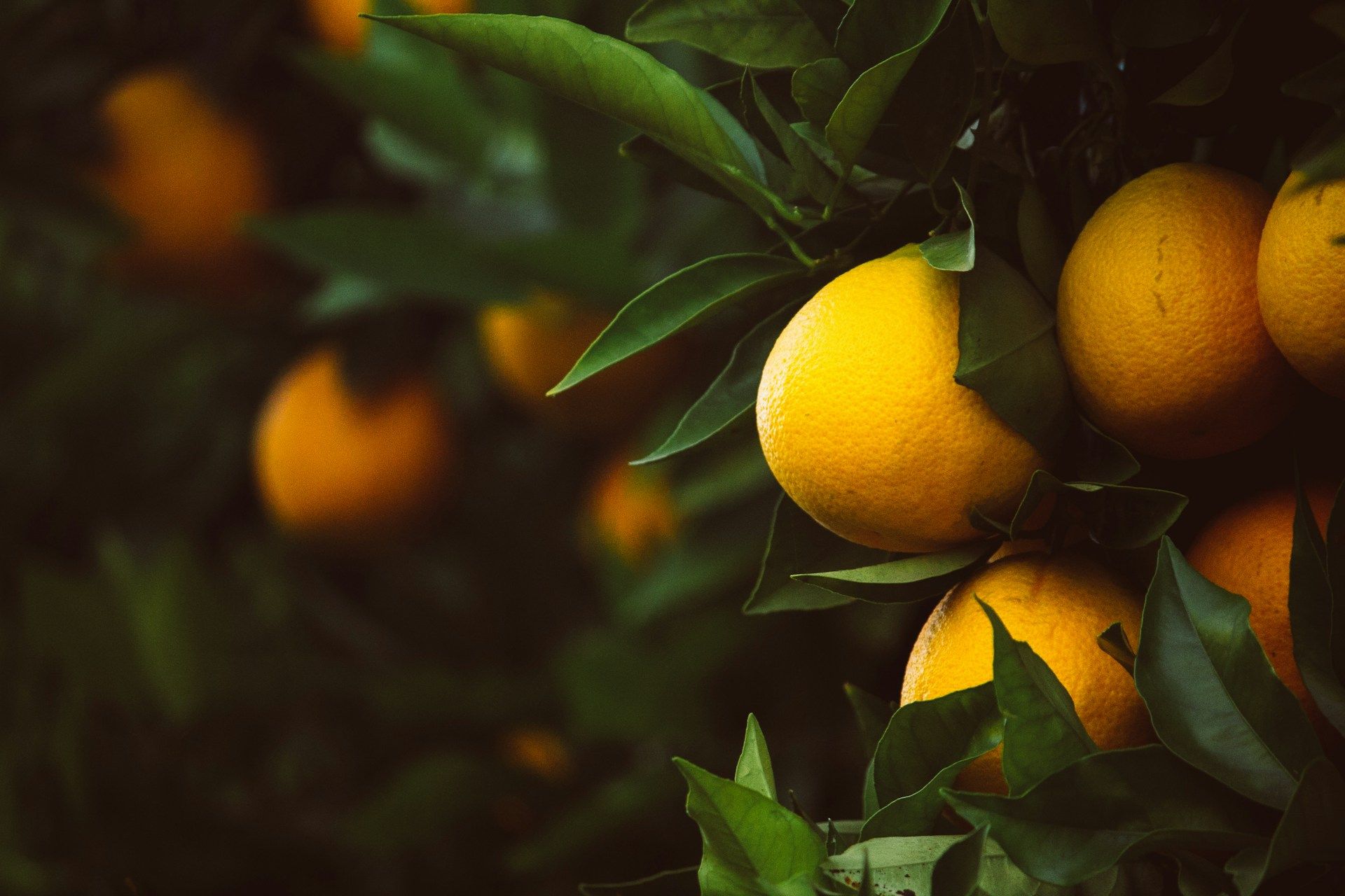 Comment faire pousser un citronnier ou un oranger ? Les conseils