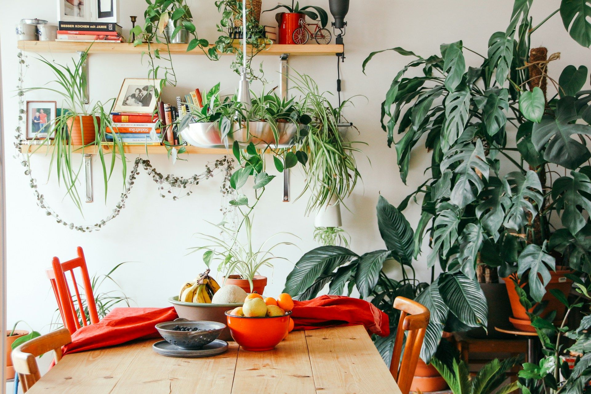 Comment sauver une plante trop arros&eacute;e ?