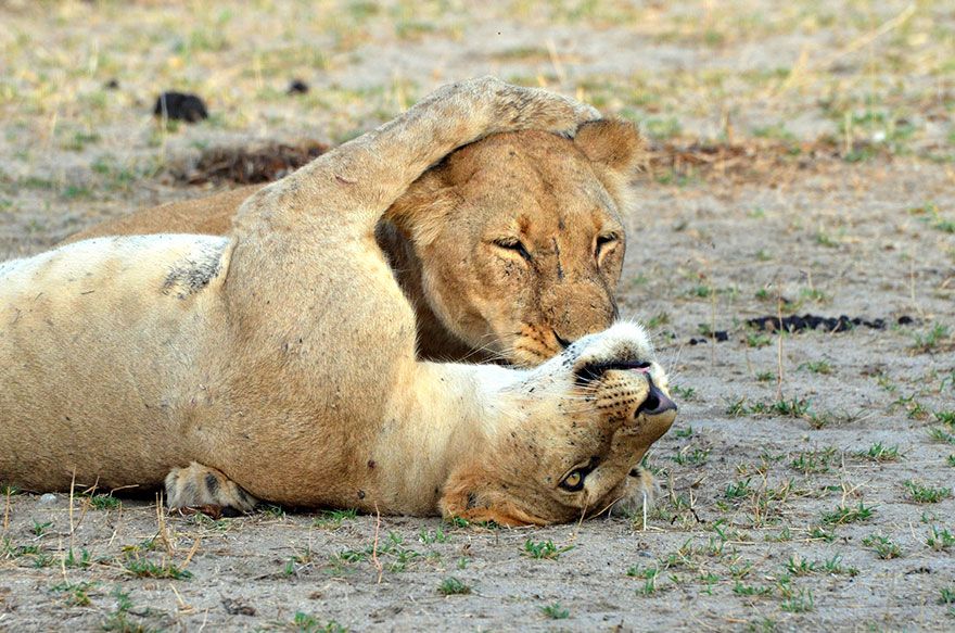 Des lions qui se câlinent | So Busy Girls