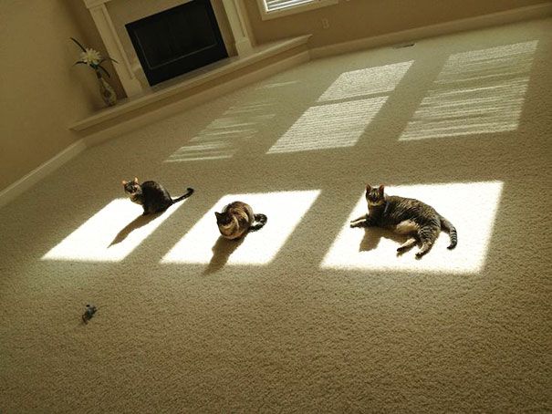 30 chats qui adorent la chaleur | So Busy Girls