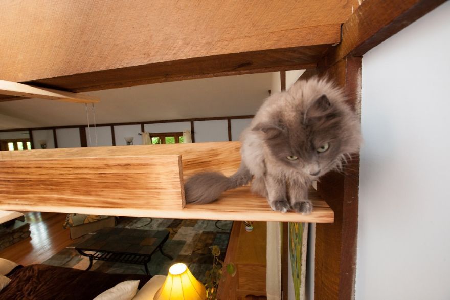 Il transforme une maison pour faire le bonheur de 7 chats | So Busy Girls