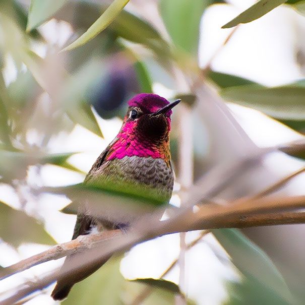 Une amoureuse de la nature capture la beauté des colibris dans son jardin | So Busy Girls