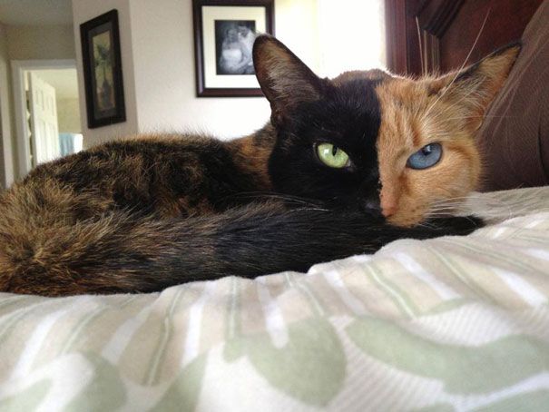 Découvrez Venus, le chat aux 2 visages | So Busy Girls