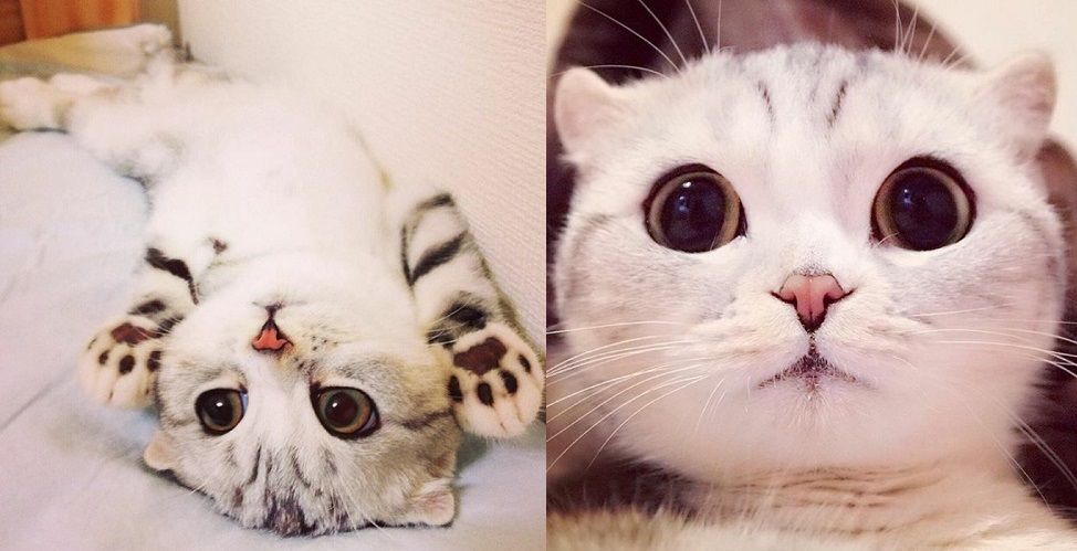 Découvrez Hana, le chat aux grands yeux ronds qui fait fondre le coeur des Instagramers | So Busy Girls