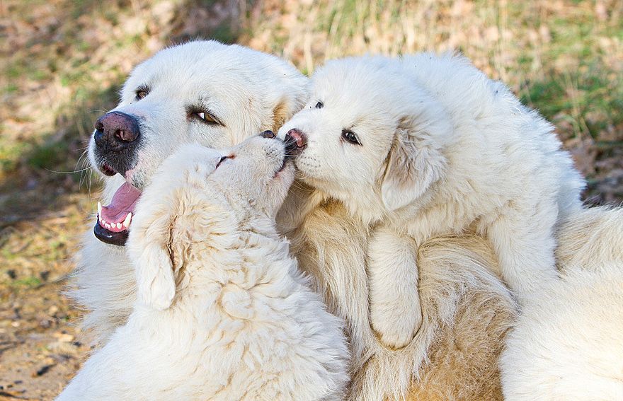 Des chiots qui se font un bisou sur maman | So Busy Girls