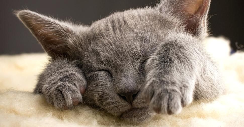 Voilà ce que vous devriez faire des poils de vos animaux plutôt que de les jeter à la poubelle | So Busy Girls