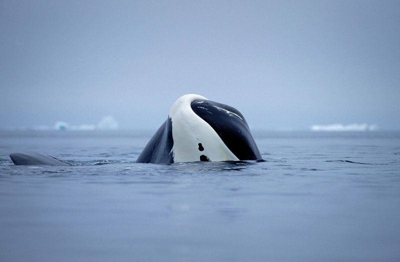 Connaissez-vous les 6 animaux les plus vieux et savez-vous lequel peut vivre jusqu'à 11 000 ans ? | So Busy Girls