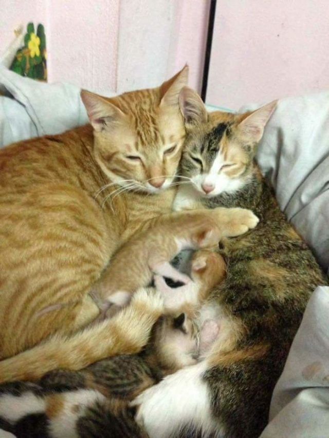 Papa chat soutient cette maman chatte qui accouche et l'inonde de câlins | So Busy Girls